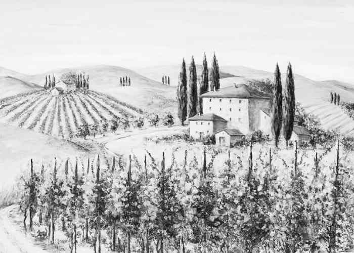 Romantic vineyard in Tuscany, Italy